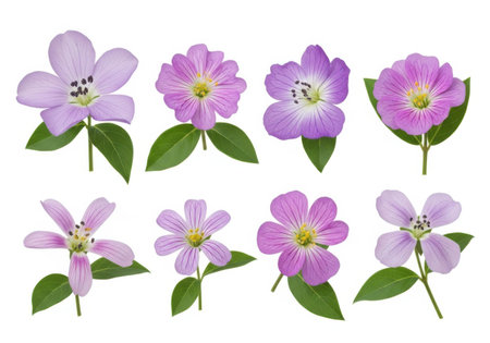 A vibrant assortment of small, delicate purple and pink flowers, each with green leaves, arranged against a white background.の素材