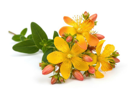 A cluster of vibrant yellow St Johns Wort flowers and buds with green leaves, isolated on a clean white background.の素材