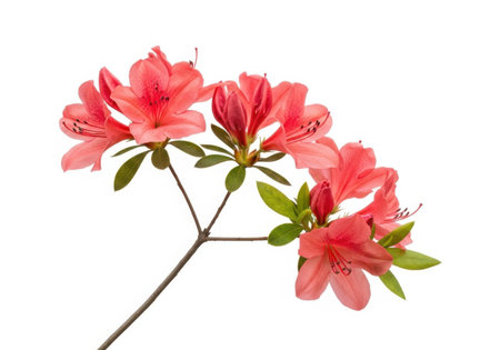 A close-up shot of several coral pink azalea blossoms with green leaves against a clean white background.の素材