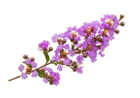 A detailed close-up of a blooming crape myrtle branch showcasing its numerous small, ruffled purple flowers and buds against a clean white backdrop.の素材