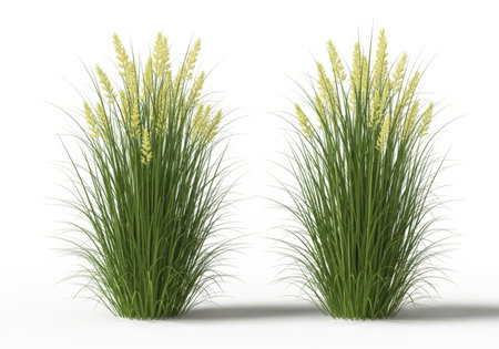 Two full, lush ornamental grass plants with feathery plumes stand tall against a clean white background, casting subtle shadows.の素材