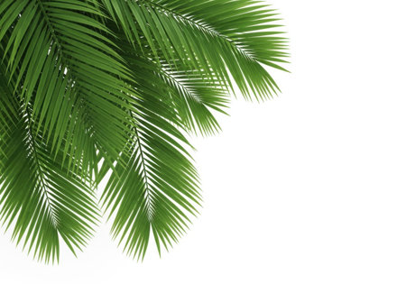 Coconut leaf isolated on white background with clipping path and copy spaceの素材