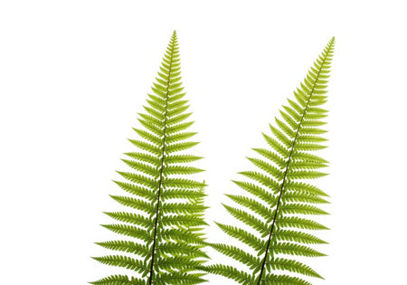 Fresh green fern fronds with intricate patterns, isolated on a bright white background. Symbolizes natural vitality.の素材