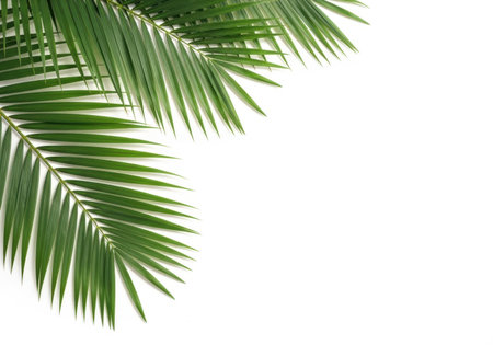 Green palm fronds forming a decorative frame on a clean white background, creating a tropical and fresh feeling.の素材