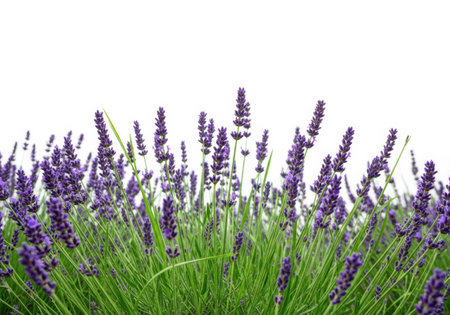 Purple lavender flowers with green stems, close-up, isolated against a clean white background. Represents nature, calm, and freshness.の素材