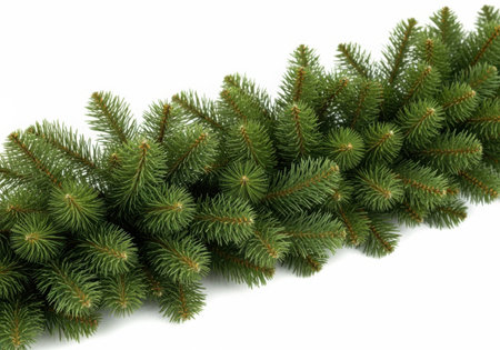 Lush green spruce branches forming a decorative garland border, perfect for winter holiday themes and festive designs.の素材