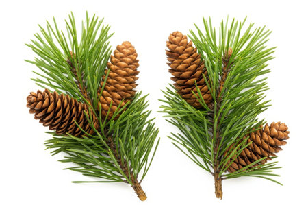 Two fresh green pine branches with natural brown cones, isolated on white, perfect for festive seasonal designs.の素材