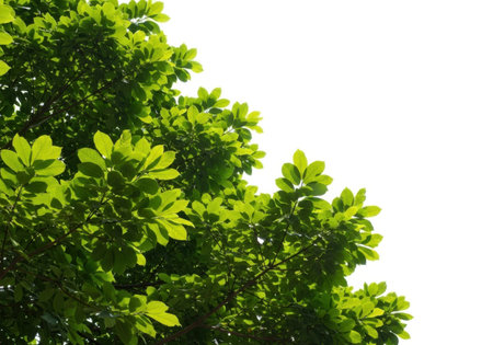 Healthy, vibrant green leaves on a tree branch, isolated against a pristine white background. Perfect for nature-themed designs.の素材
