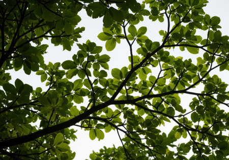 Vibrant green leaves and tree branches captured from below against a bright sky, representing nature's growth and vitality.の素材