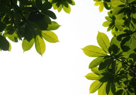 Fresh green leaves and branches frame a bright white sky, showcasing nature's vibrant growth and natural light.の素材