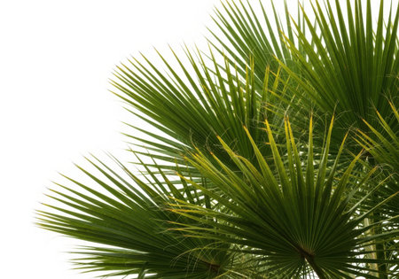 Close-up detail of vibrant green palm fronds against a clean white background, conveying tropical and natural themes.の素材