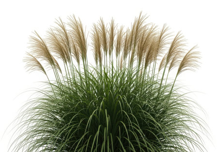 A lush, feathery ornamental grass plant with green foliage and golden plumes, isolated on a clean white background.の素材