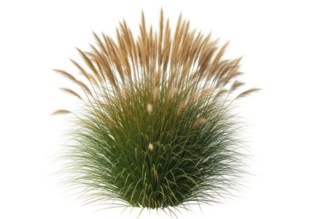 A vibrant clump of pampas grass featuring prominent feathery tan plumes and lush green foliage, isolated for design.の素材