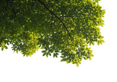 Lush green tree canopy with bright sunlight filtering through the fresh leaves, creating a vibrant nature background.の素材