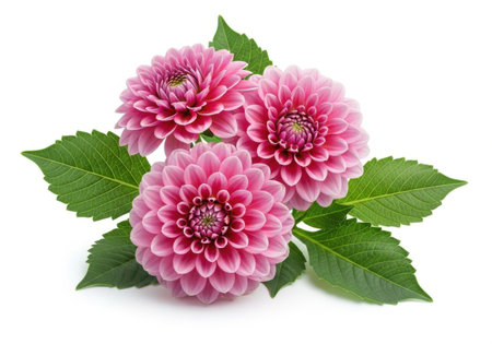 Three vibrant pink dahlia flowers with green leaves, isolated on a clean white background, ideal for spring and summer.の素材