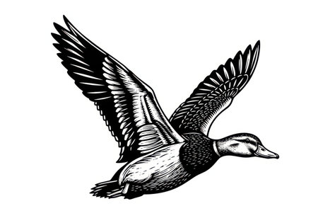 A vintage-style illustration of a duck with its wings spread wide, captured in mid-flight against a white background.の素材