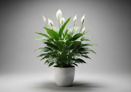 A healthy peace lily plant with vibrant green leaves and delicate white flowers stands tall in a simple white pot against a soft gray background.の素材