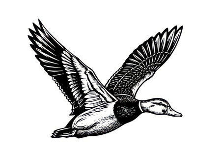 A vintage-style black and white illustration depicts a mallard duck with wings spread wide, soaring through the air.の素材