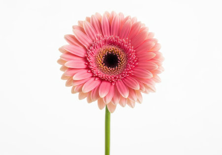 A close-up studio shot of a vibrant pink gerbera daisy with delicate petals and a dark center, set against a clean white backdrop.の素材