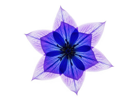 A vibrant blue, star-shaped flower with delicate, translucent petals is showcased against a clean white background.の素材