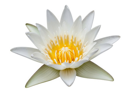 A detailed view of a delicate white water lily in full bloom, showcasing its intricate petals and bright yellow stamen.の素材