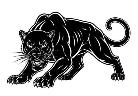 Black panther on white background. Vector illustration for your design.の素材