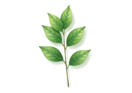 Green leaves on a white background. Vector illustration.の素材