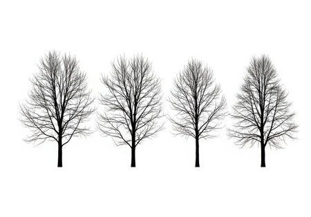 Set of black silhouettes of trees without leaves on a white backgroundの素材