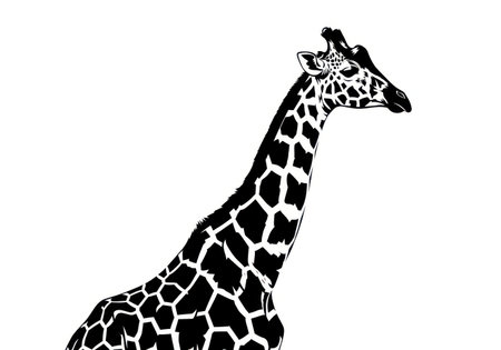 Giraffe head silhouette. Black and white vector illustration isolated on white backgroundの素材