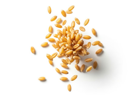 Wheat grains isolated on white background. Top view. Flat lay.の素材