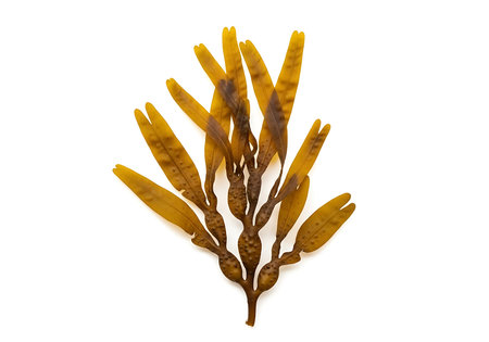 Dry brown seaweed isolated on white background with clipping path.の素材