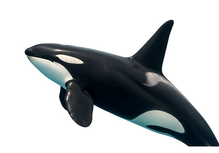 A powerful orca, also known as a killer whale, is captured mid-leap above the vibrant blue ocean. Its iconic black and white markings are striking against the water.の素材