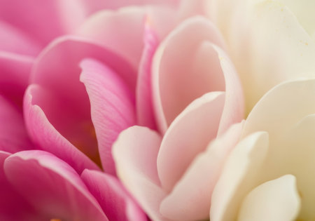 Macro view of soft, layered petals in shades of pink and cream, showcasing intricate texture and gentle curves.の素材