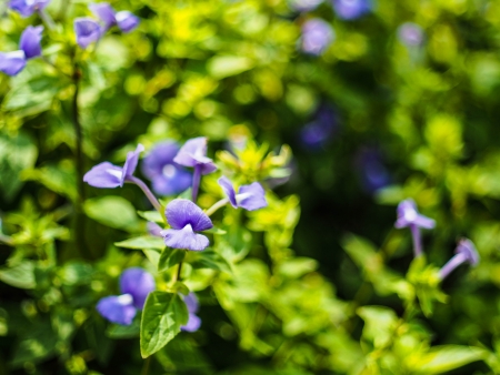 blue flower in the gardenの写真素材