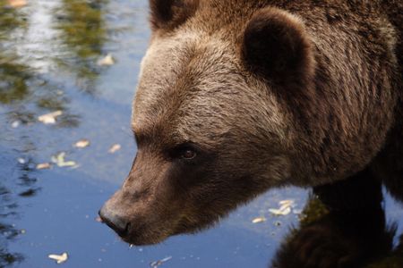 Bear
