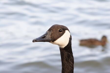 Close up view of a canada goose against the waterの写真素材