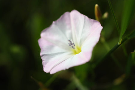 wild flower