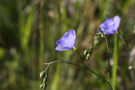 A little blue flower depicted close-upの写真素材