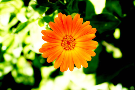 Yellow flower in the gardenの写真素材
