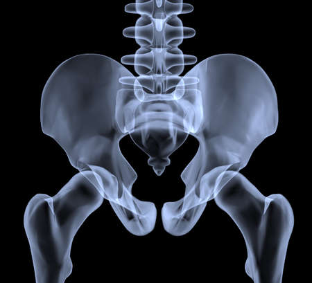 X-ray of the pelvic bone (3d rendering)