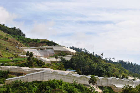Horticulturing in Bertam Valley, Malaysiaの写真素材