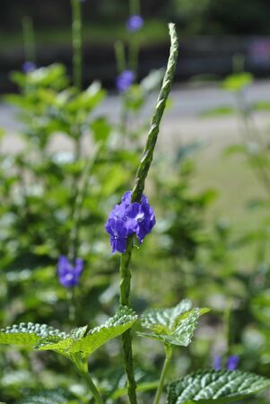 A common weed grows in Malaysia bushesの写真素材