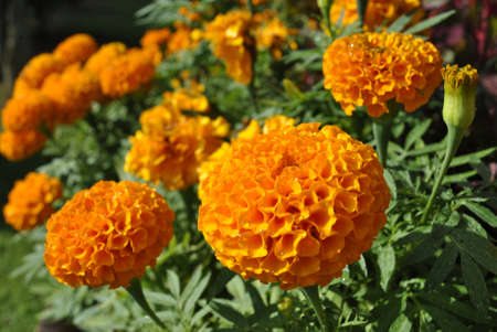 Orange Carnationの写真素材