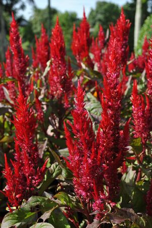 Unknown red tropical flowerの写真素材