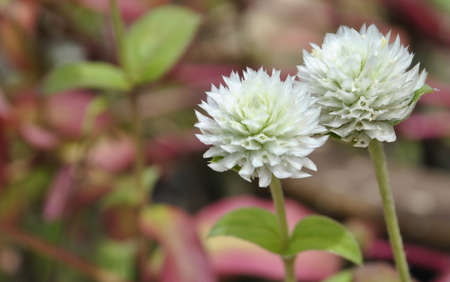 Button flower, a local Malaysia herbsの写真素材