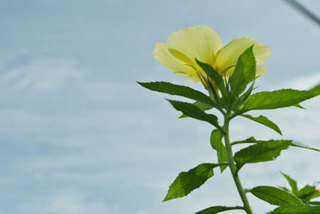 yellow flower with sky backgroundの写真素材