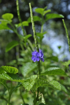 A common weed grows in Malaysia bushesの写真素材
