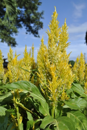 yellow cockscombの写真素材