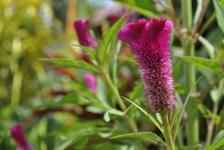 Celosia argenta commonly use as decorative plants の写真素材