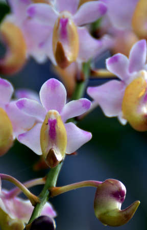 Close-up of a tropical wild orchidの写真素材